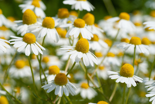 Chamomile - Nature's Calming Remedy