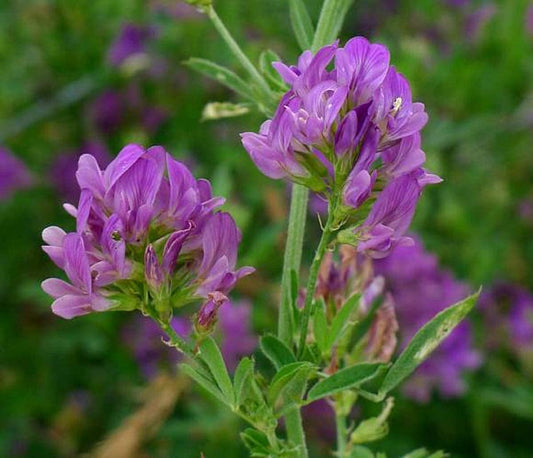 Alfalfa Leaf - A Nutrient-Rich Superfood