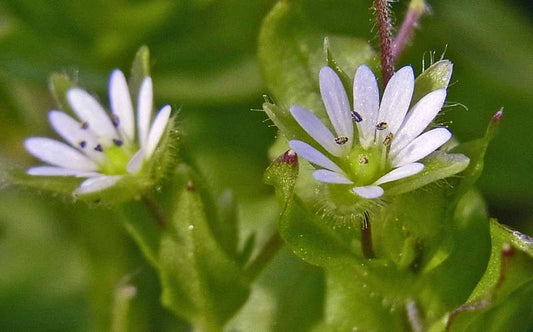 Chickweed - A Versatile Herb for Skin and Overall Health