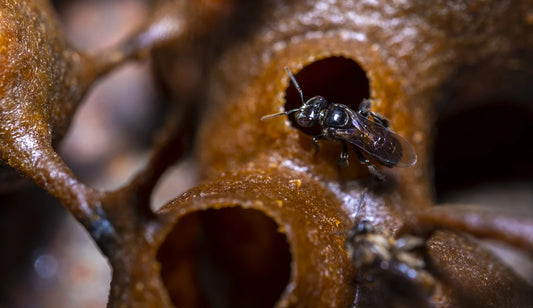 Jimertiro Honey (Stingless Bee Honey)