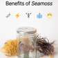 Boss Moss - sea moss gel (Honduran Gracilaria)